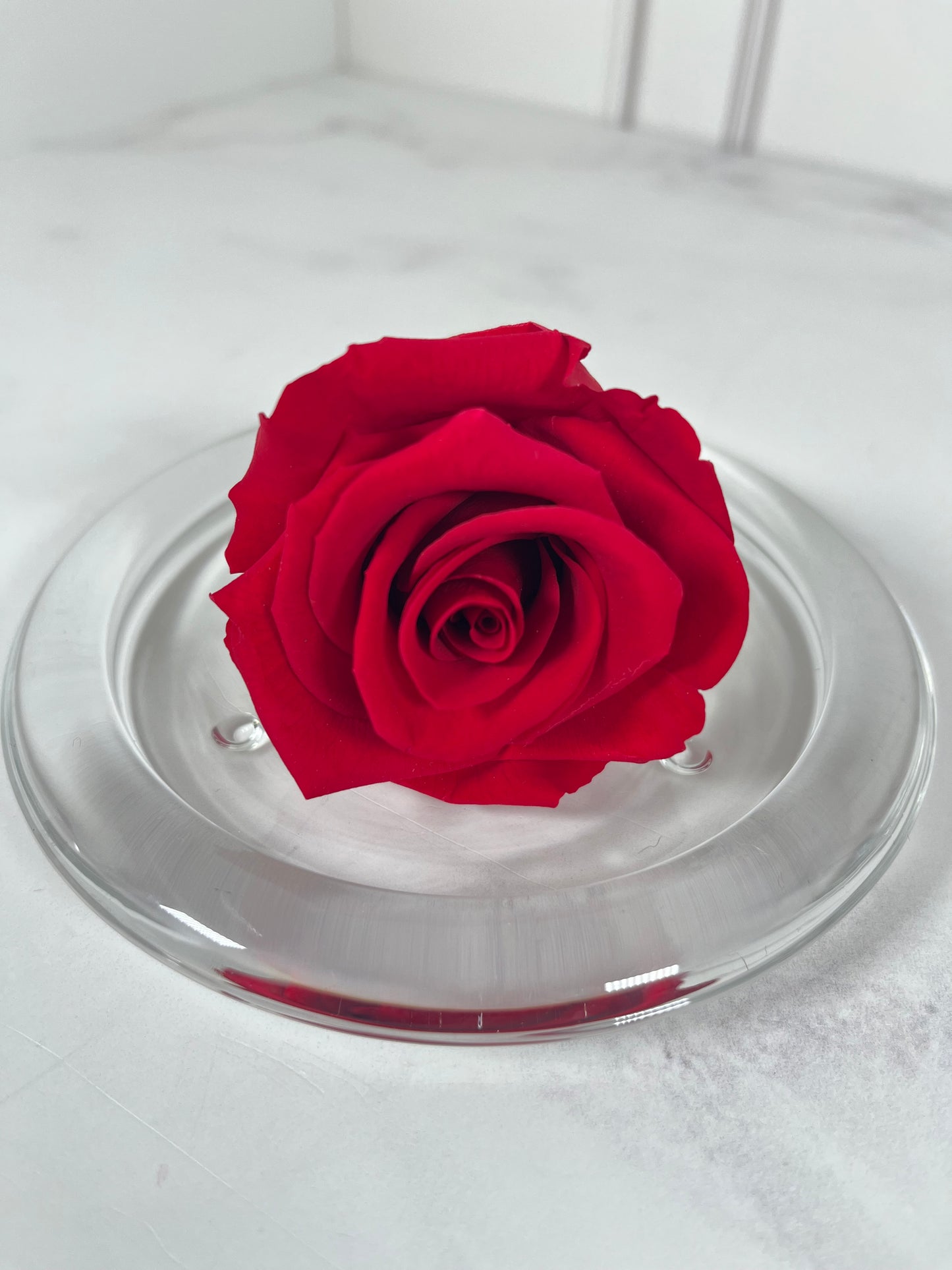 Rosa eterna
